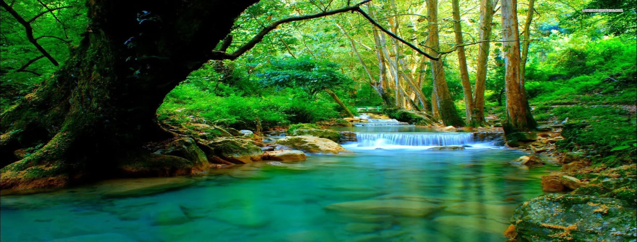 Image for Rainforest and Waterfalls